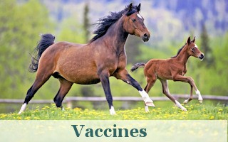 Horse Vaccines Horse Ulcer Products Horse Products And Equine Joint Supplements Horsewarehouse Com